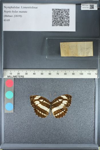 Media type: image;   Entomology 161734